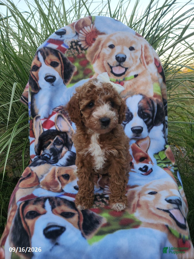 Miniature Poodle dogs Beauty - Ad 1