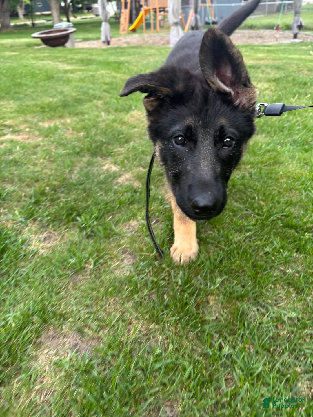 German Shepherd dogs for sale: German Shepherd Puppy 1 - Ad 2
