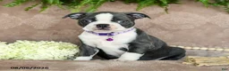 Boston Terrier dogs for sale: Roxy - Ad 4