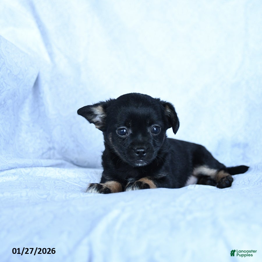 Mixed Breed dogs Molasses - Ad 2