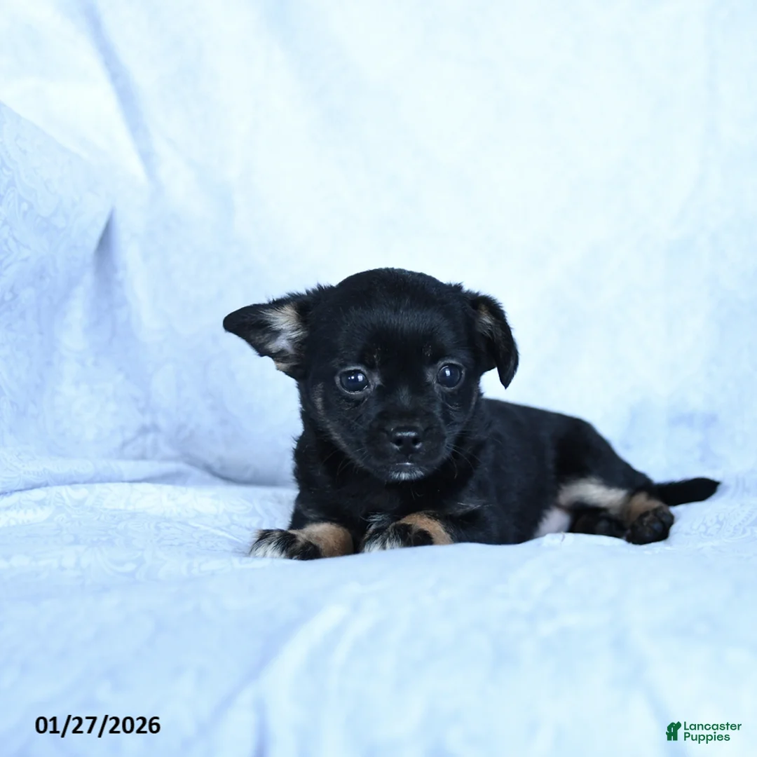 Mixed Breed dogs for sale: Molasses - Ad 2