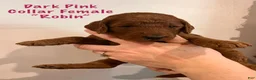 Irish Doodle dogs for sale: Dark Pink Collar - “Robin” - Ad 3