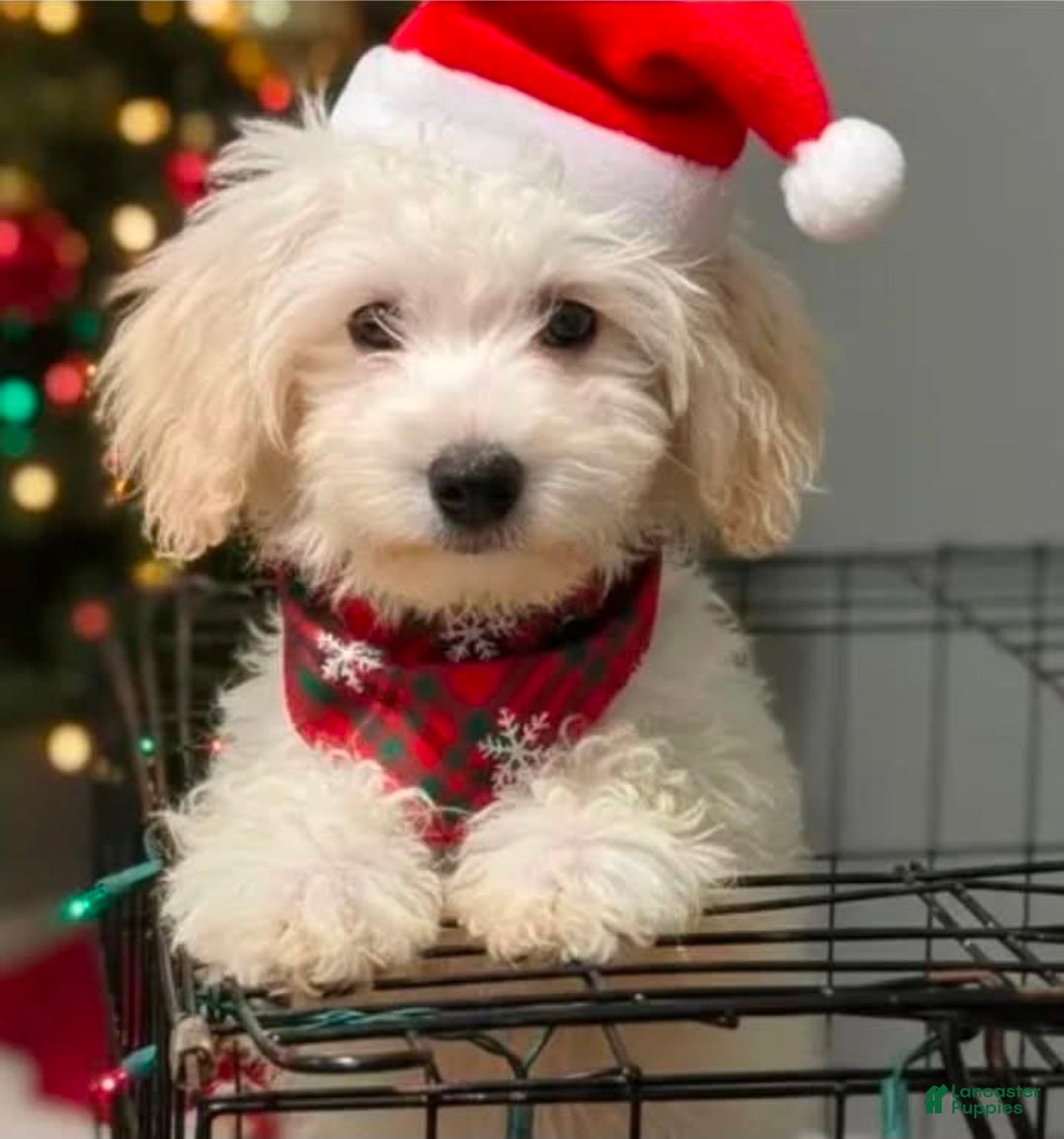 Malshi dogs for sale: Breezer - Ad 29