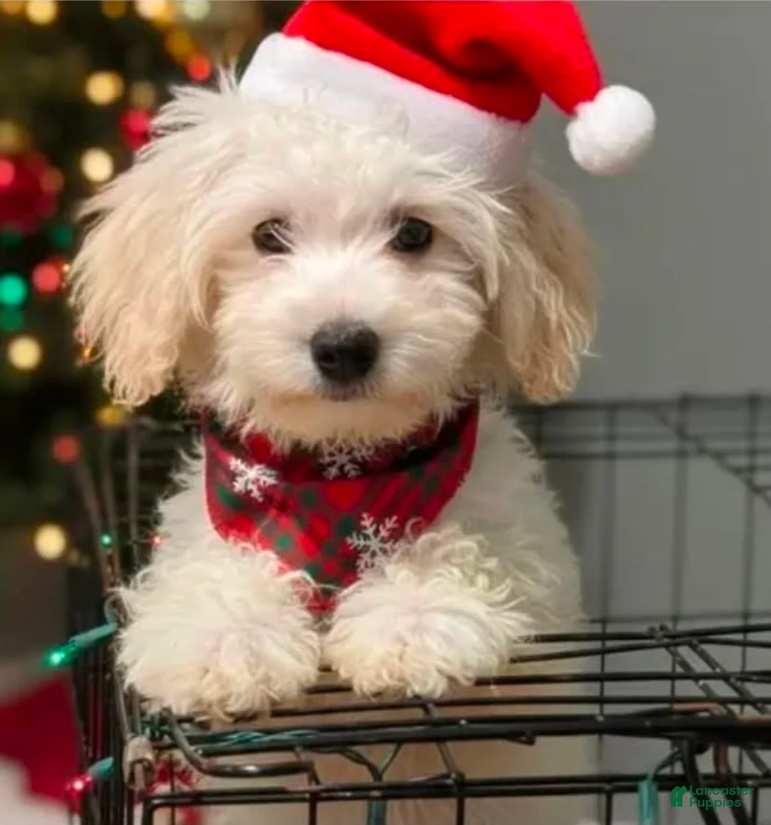Malshi dogs for sale: Breezer - Ad 1