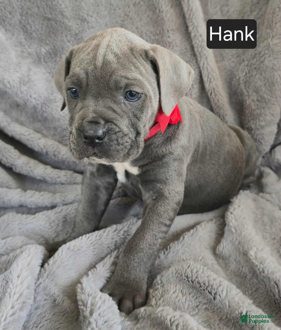 Hank for sale in Lancaster Puppies