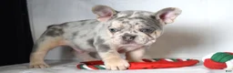 French Bulldog dogs for sale: Tucker - Ad 10