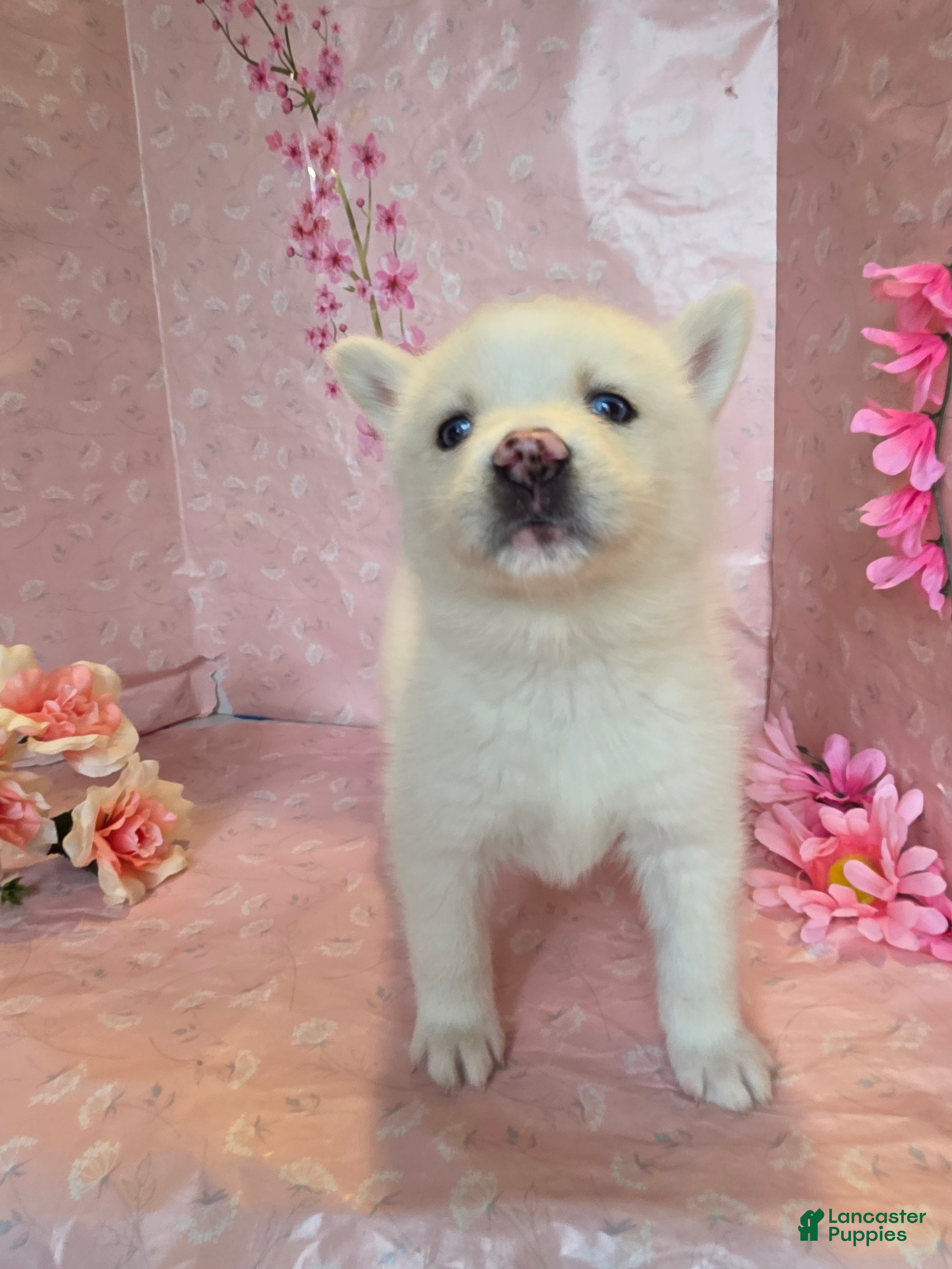 Pomsky dogs Velma  - Ad 38