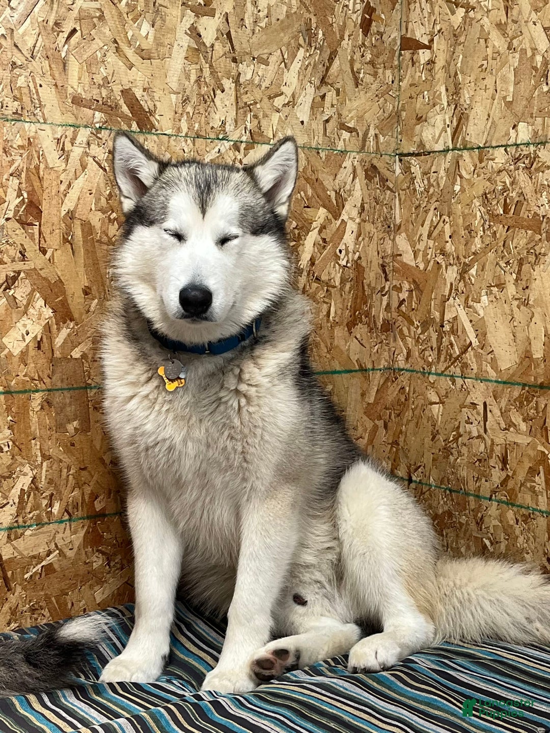 Gallery Image {{count}}