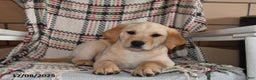 Labrador Retriever dogs for sale: Blaze - Ad 5