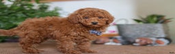 Miniature Poodle dogs for sale: Freddy - Ad 4