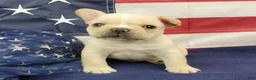French Bulldog dogs for sale: Keoki - Ad 5