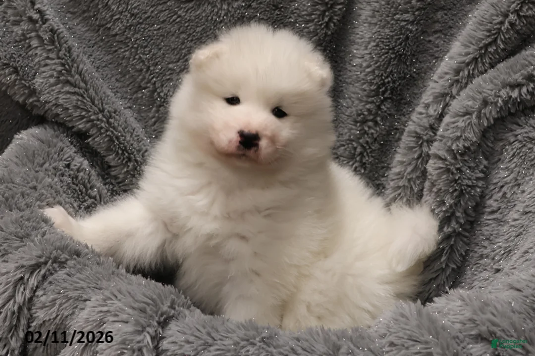 Samoyed dogs for sale: Elizabeth - Ad 2