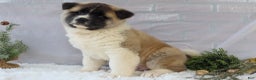 Akita dogs for sale: Trevor - Ad 33