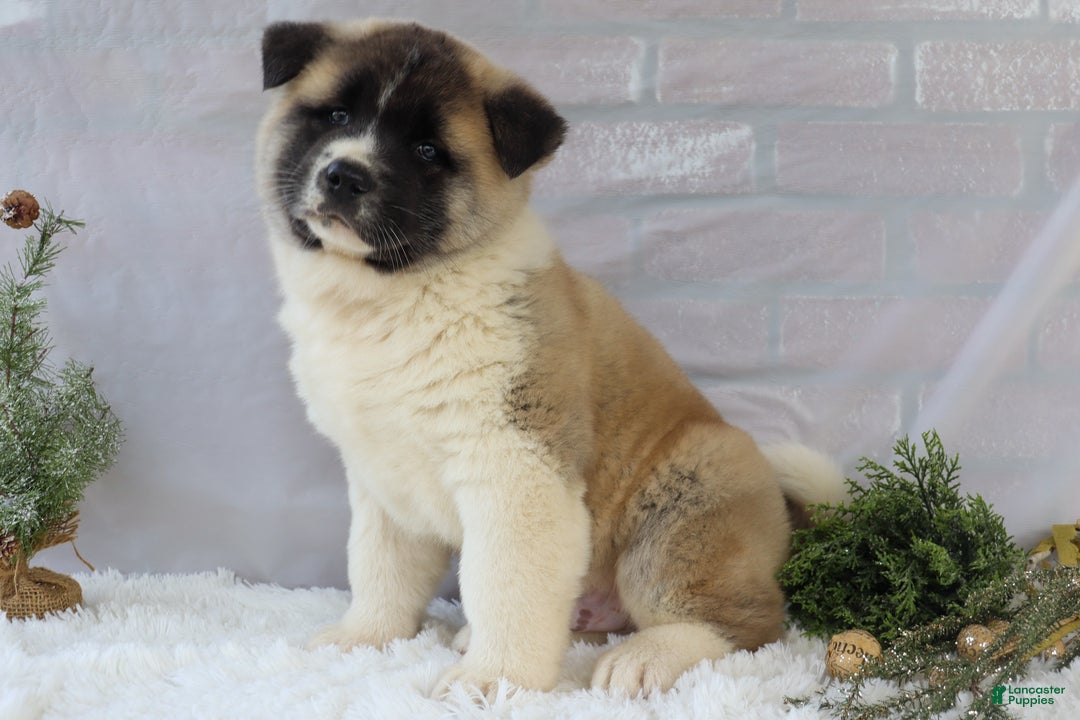 Akita dogs for sale: Trevor - Ad 33