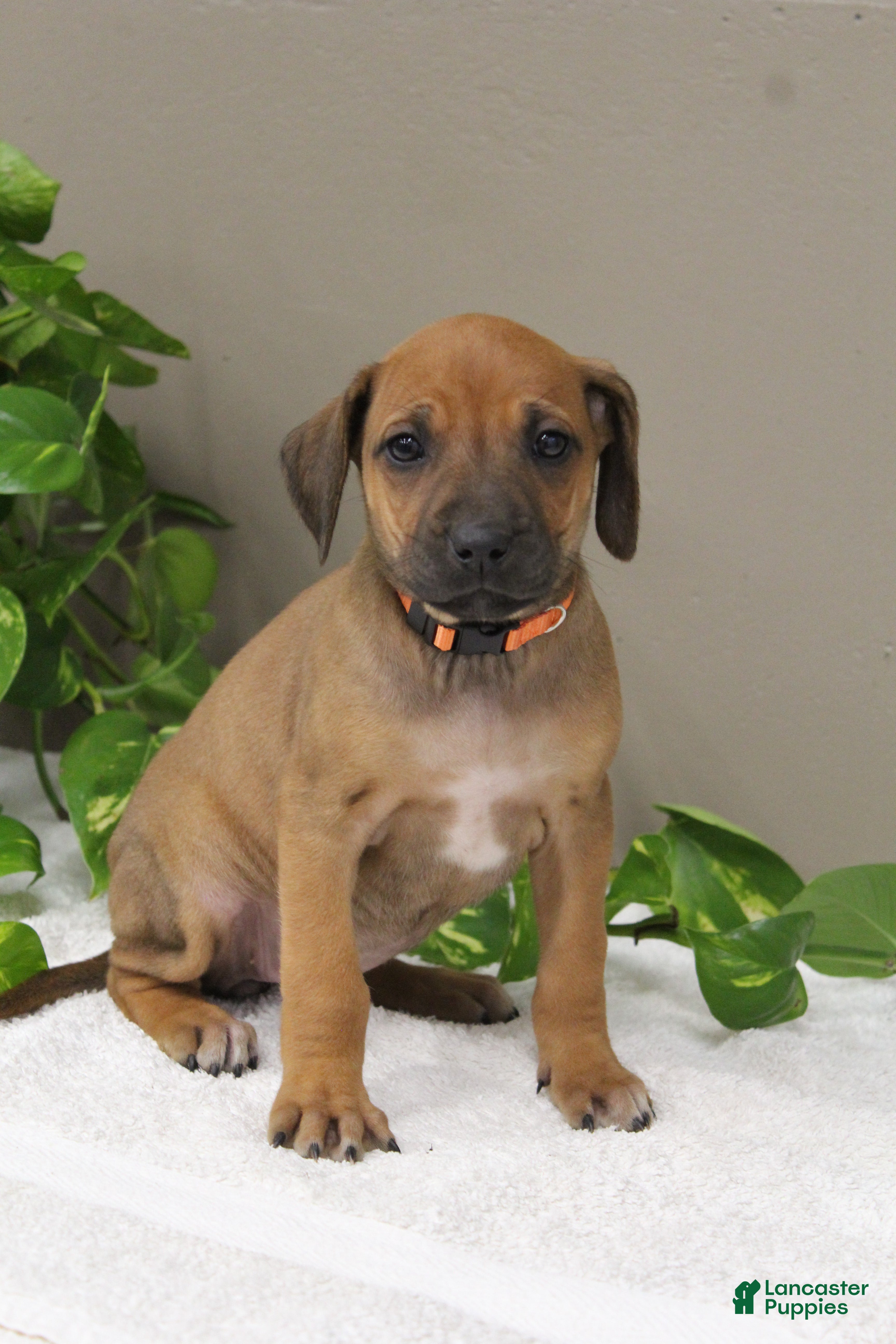 Rhodesian Ridgeback dogs Bena - Ad 7