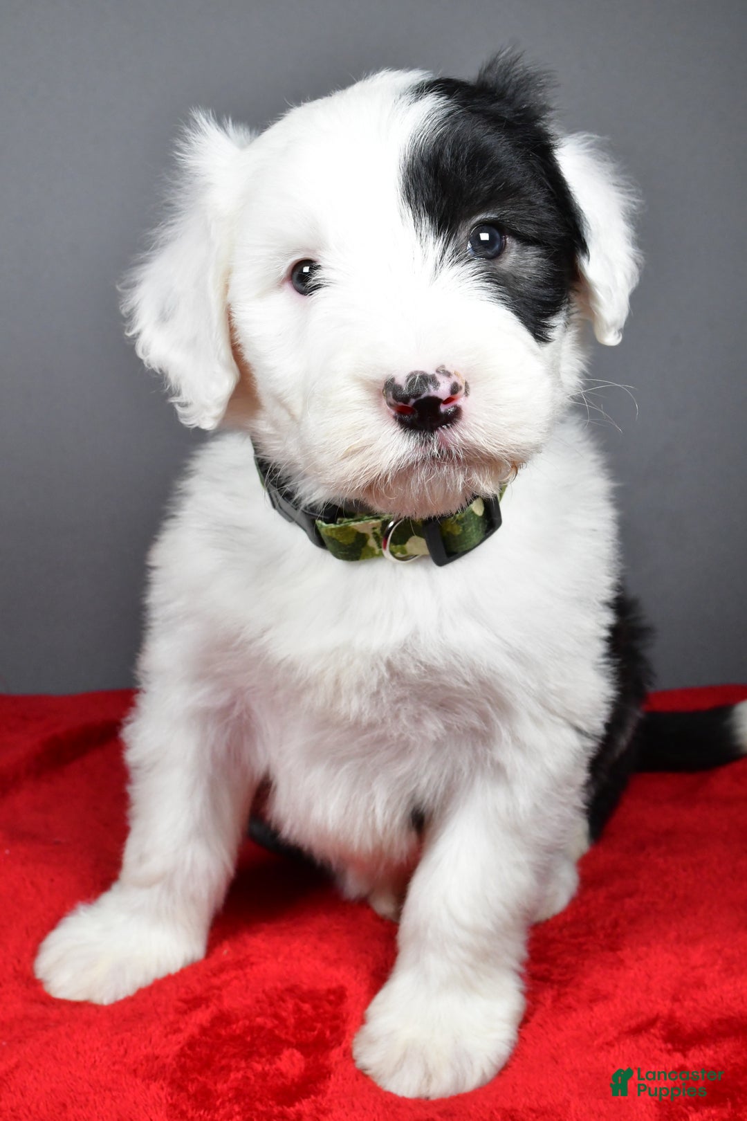 Old English Sheepdog dogs for sale: Crystal  - Ad 4