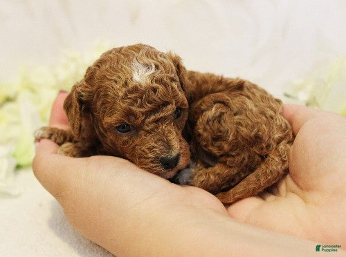 Toy Poodle dogs Paris - Ad 2