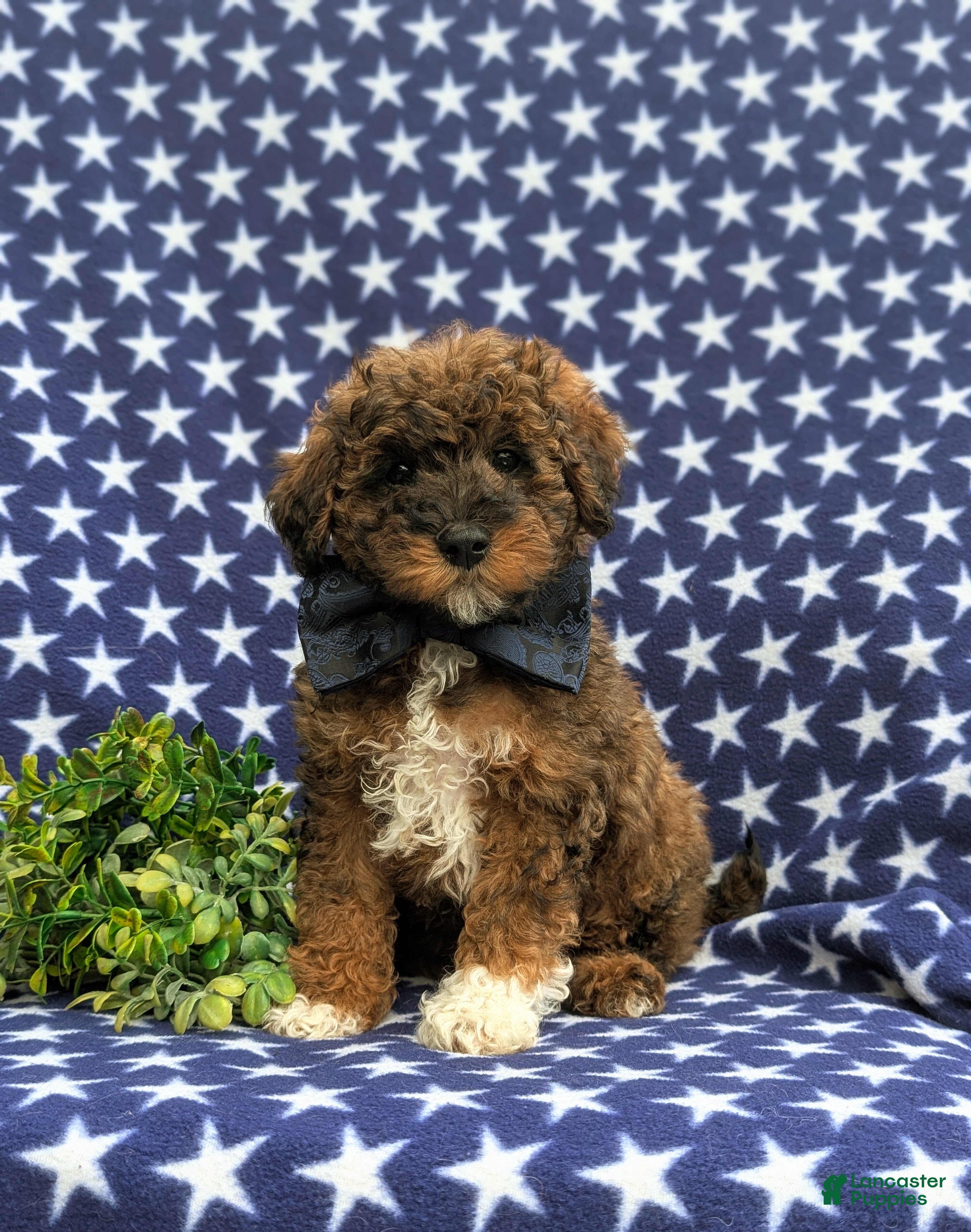 Lhasapoo Dog Lhasa Apso X Toy Poodle Puppies For Sale Lhasa Apso