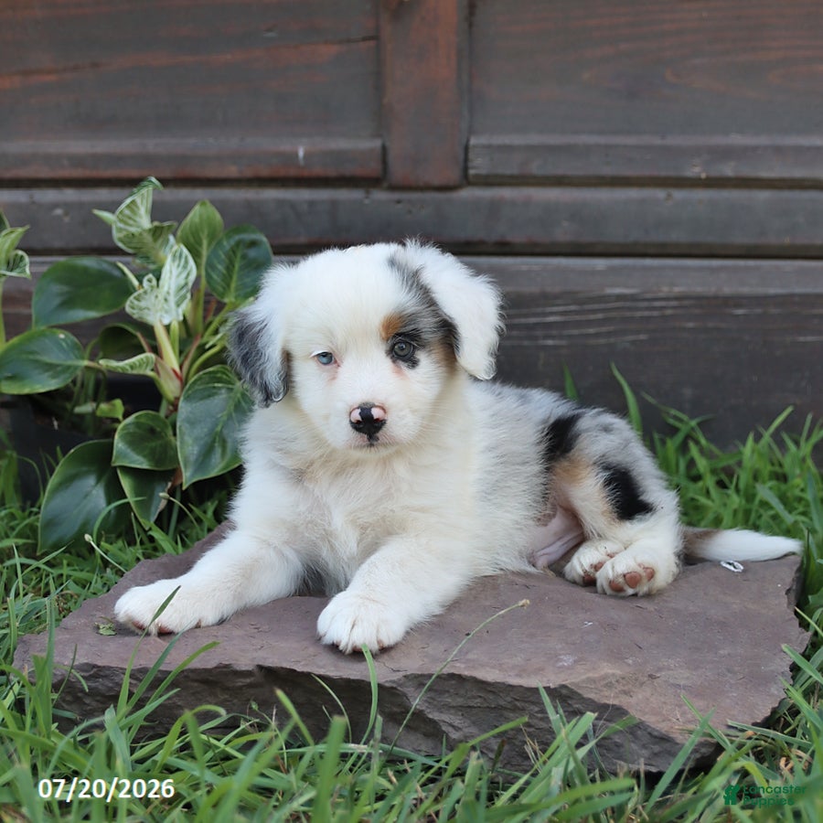 Australian Shepherd dogs Milo - Ad 1