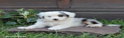 Australian Shepherd dogs for sale: Milo - Ad 1