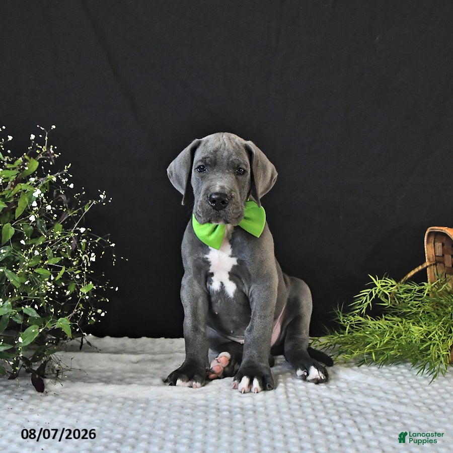 Great Dane dogs Brody - Ad 1