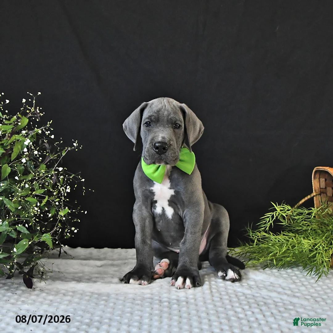 Great Dane dogs for sale: Brody - Ad 1