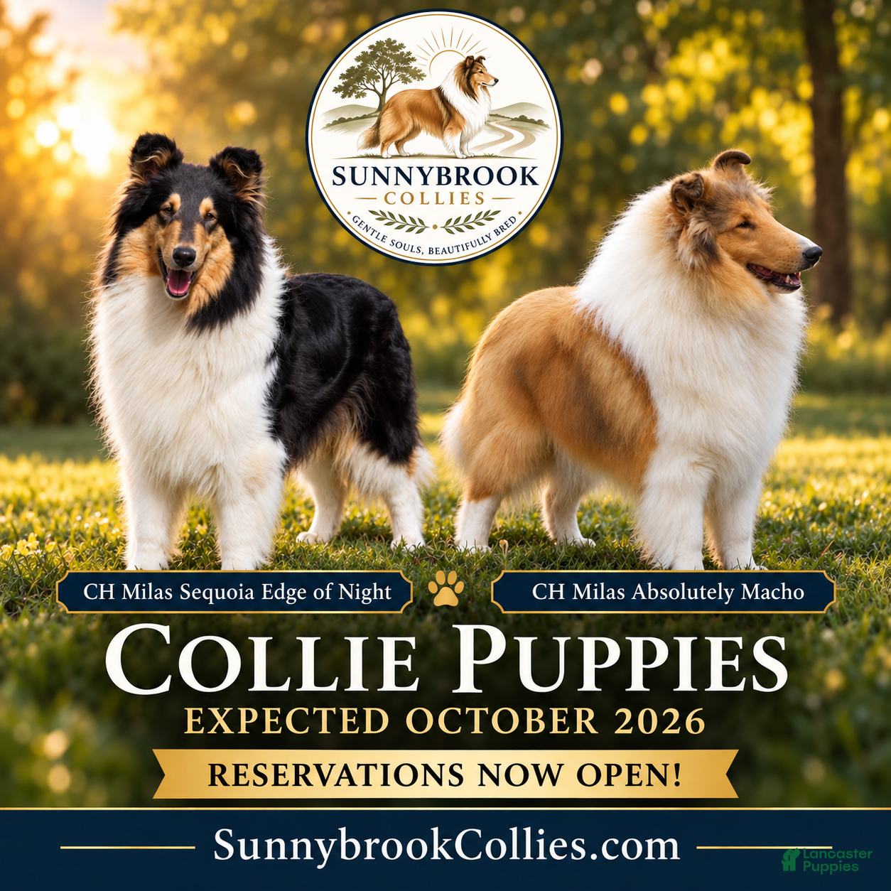 Collie dogs Collie 2 - Ad 5