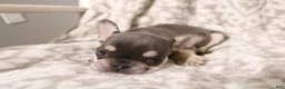 French Bulldog dogs for sale: Leo - Ad 12