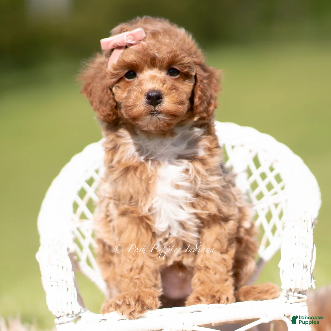 Toy Poodle dogs for sale: Fifi AKC - Ad 2