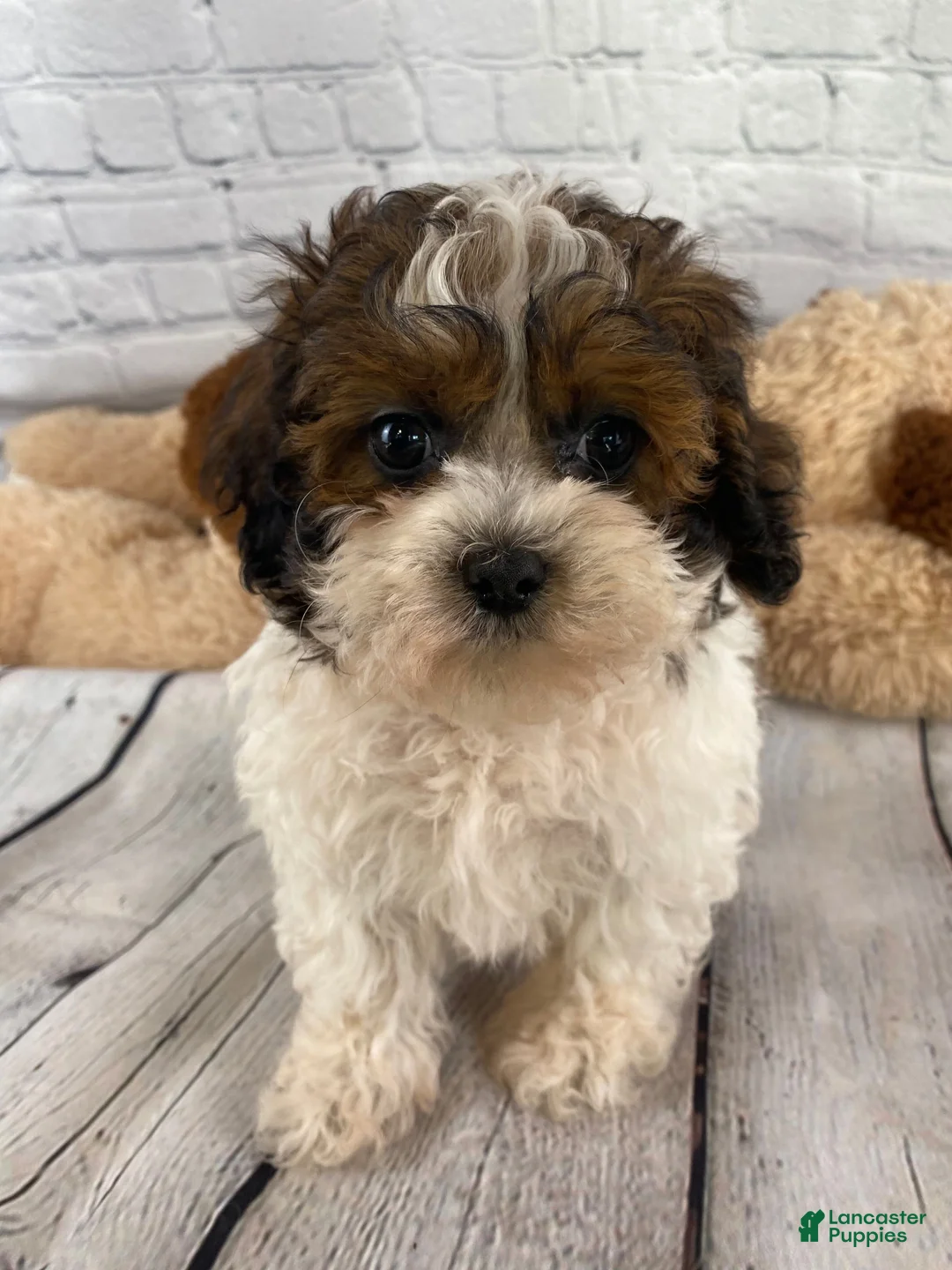 Shihpoo dogs for sale: Rocky - Ad 7