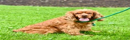 Cocker Spaniel dogs for sale: Rusty  - Ad 5