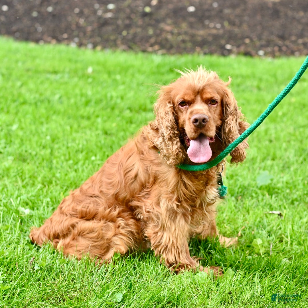 Cocker Spaniel dogs for sale: Rusty  - Ad 5