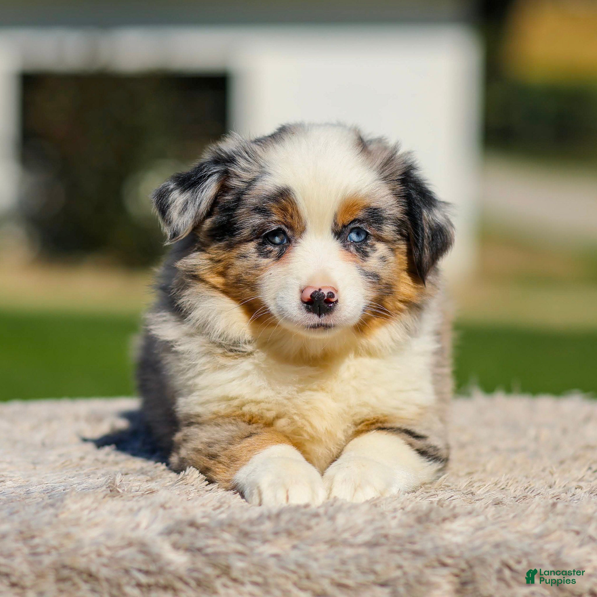 Miniature Australian Shepherd dogs Harmony - Ad 1