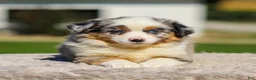 Miniature Australian Shepherd dogs for sale: Harmony - Ad 1
