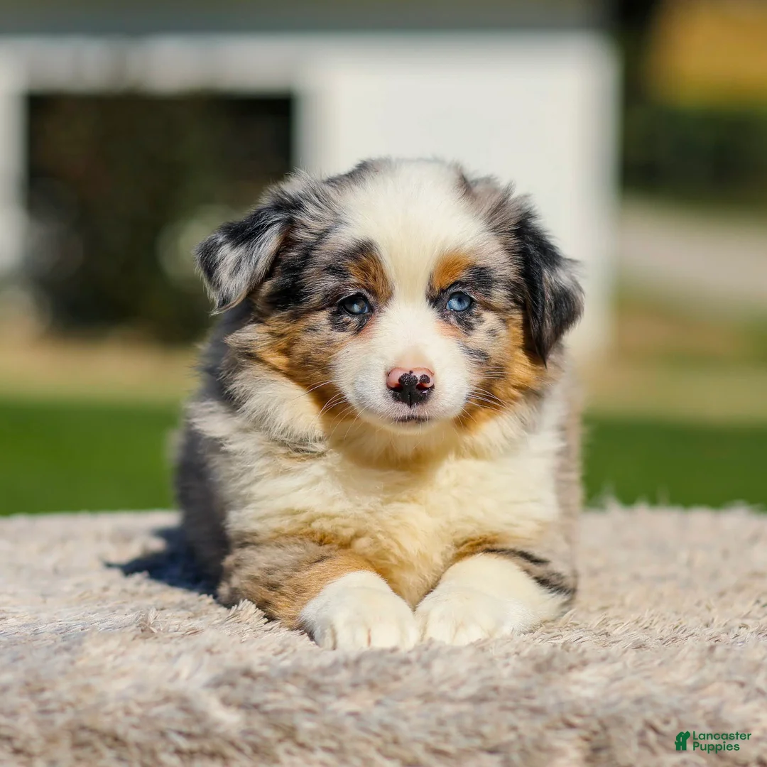 Miniature Australian Shepherd dogs for sale: Harmony - Ad 1