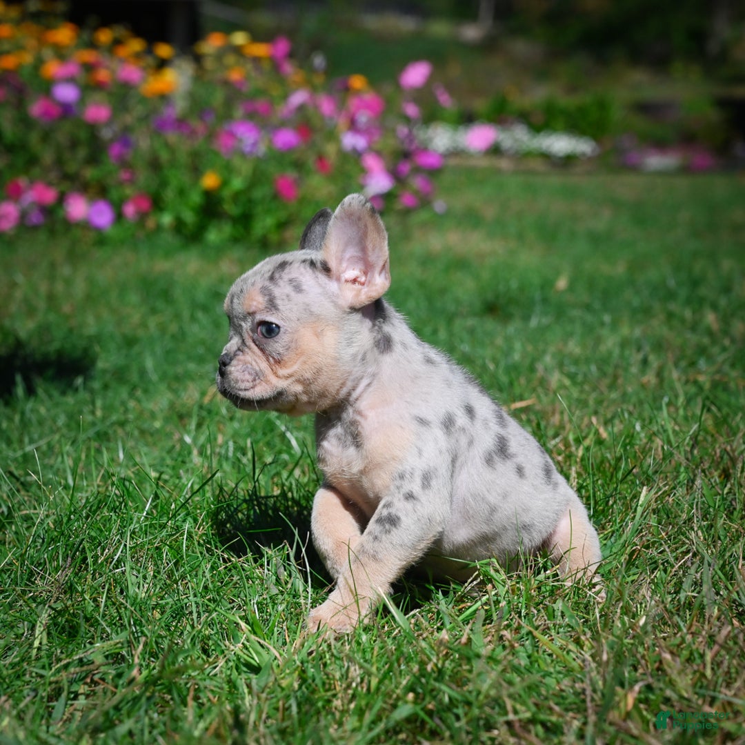 French Bulldog dogs for sale: Cooper - Ad 4