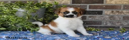 Papillon dogs for sale: Ace - Ad 5