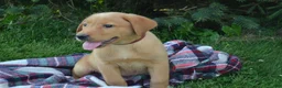 Labrador Retriever dogs for sale: Copper - Ad 2