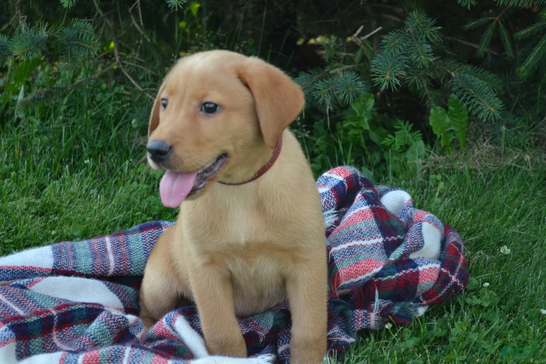 Labrador Retriever dogs for sale: Copper - Ad 2