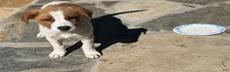 Mixed Breed dogs for sale: Mixed Breed puppy #2 - Ad 3