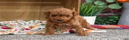 Miniature Poodle dogs for sale: Athena - Ad 5