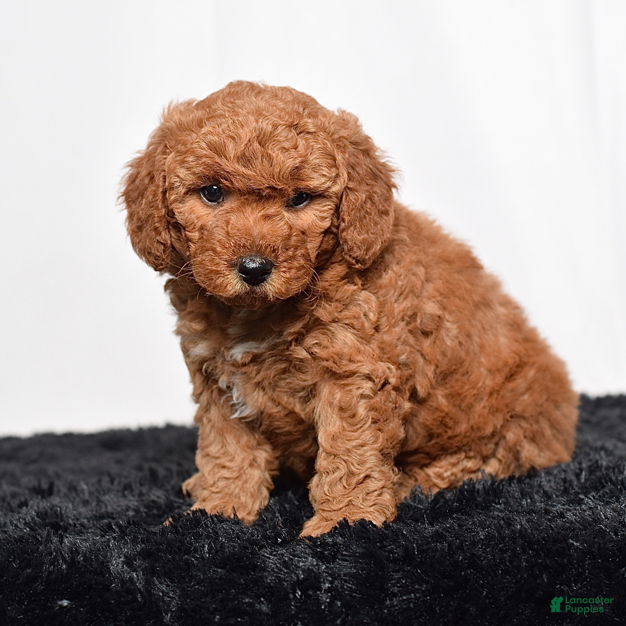 Mini Goldendoodle dogs for sale:  Missy - Ad 3
