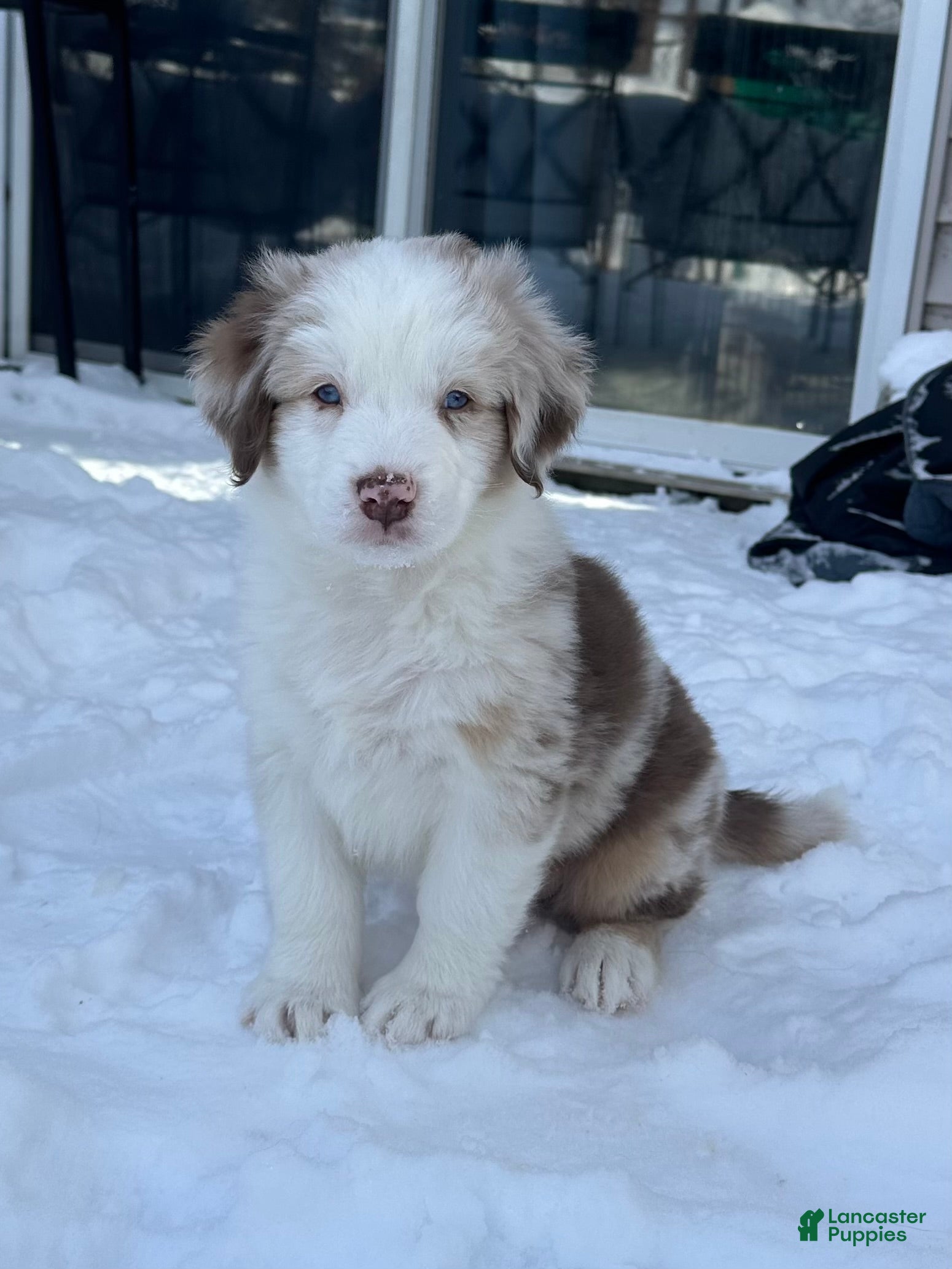 Australian Shepherd dogs Fearless Pepperoni  - Ad 10