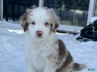 Australian Shepherd dogs Fearless Pepperoni - Ad 10