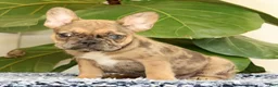 French Bulldog dogs for sale: Barbi - Ad 4
