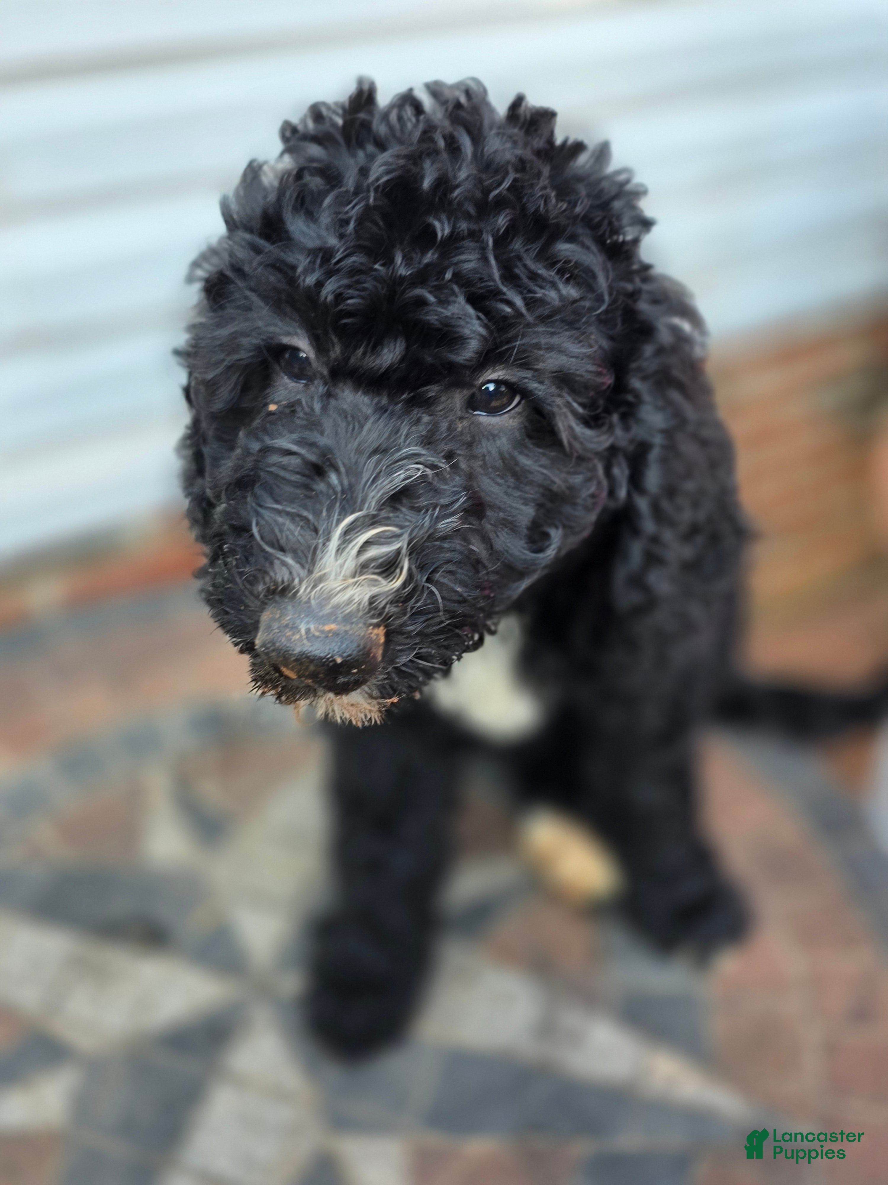 Bernedoodle dogs Pickle - Ad 1