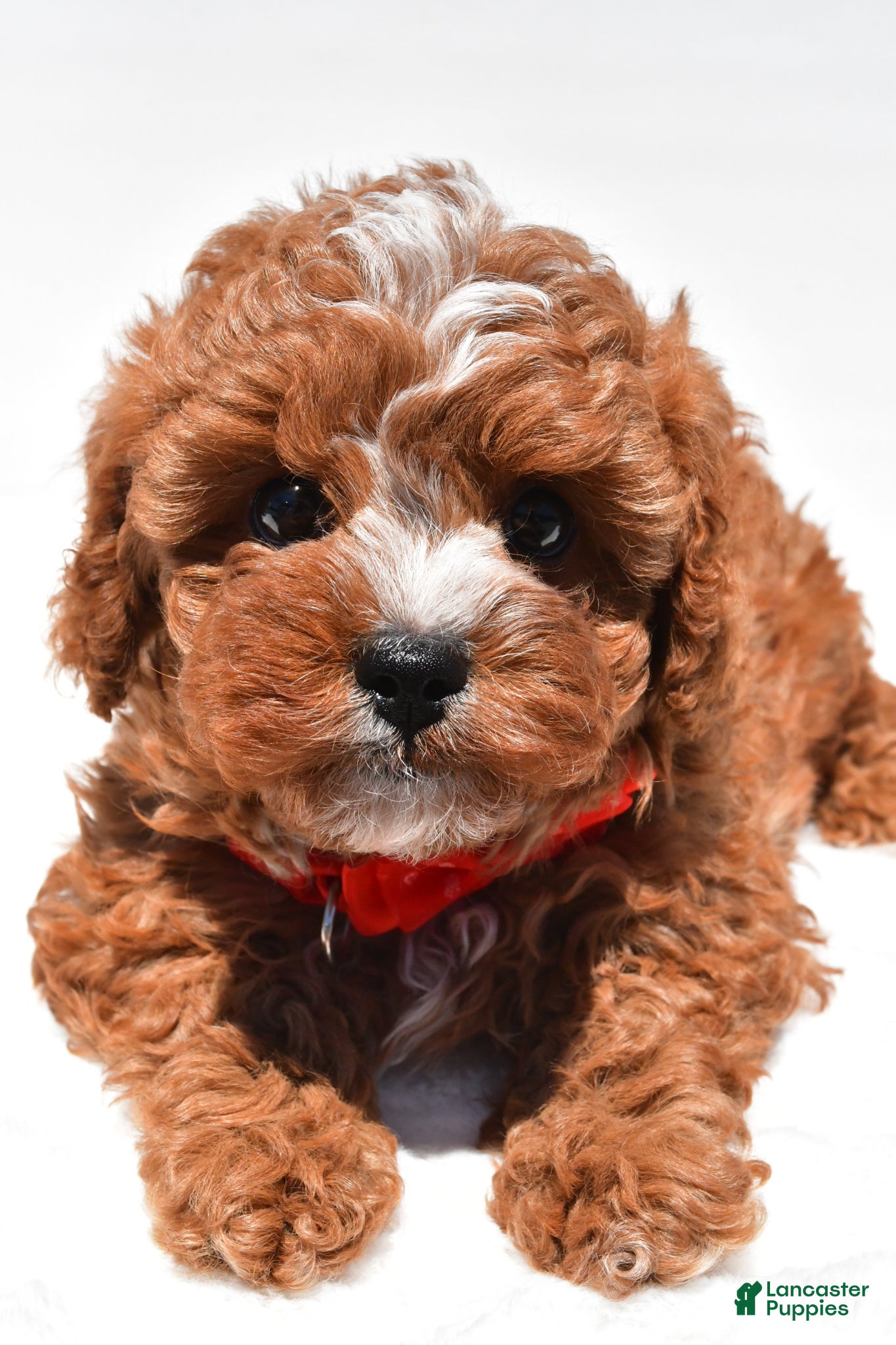 Cavapoo dogs for sale: Zain f1b - Ad 5