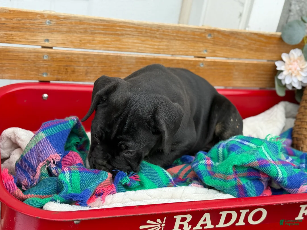 Cane Corso dogs for sale: Alisha - Ad 12