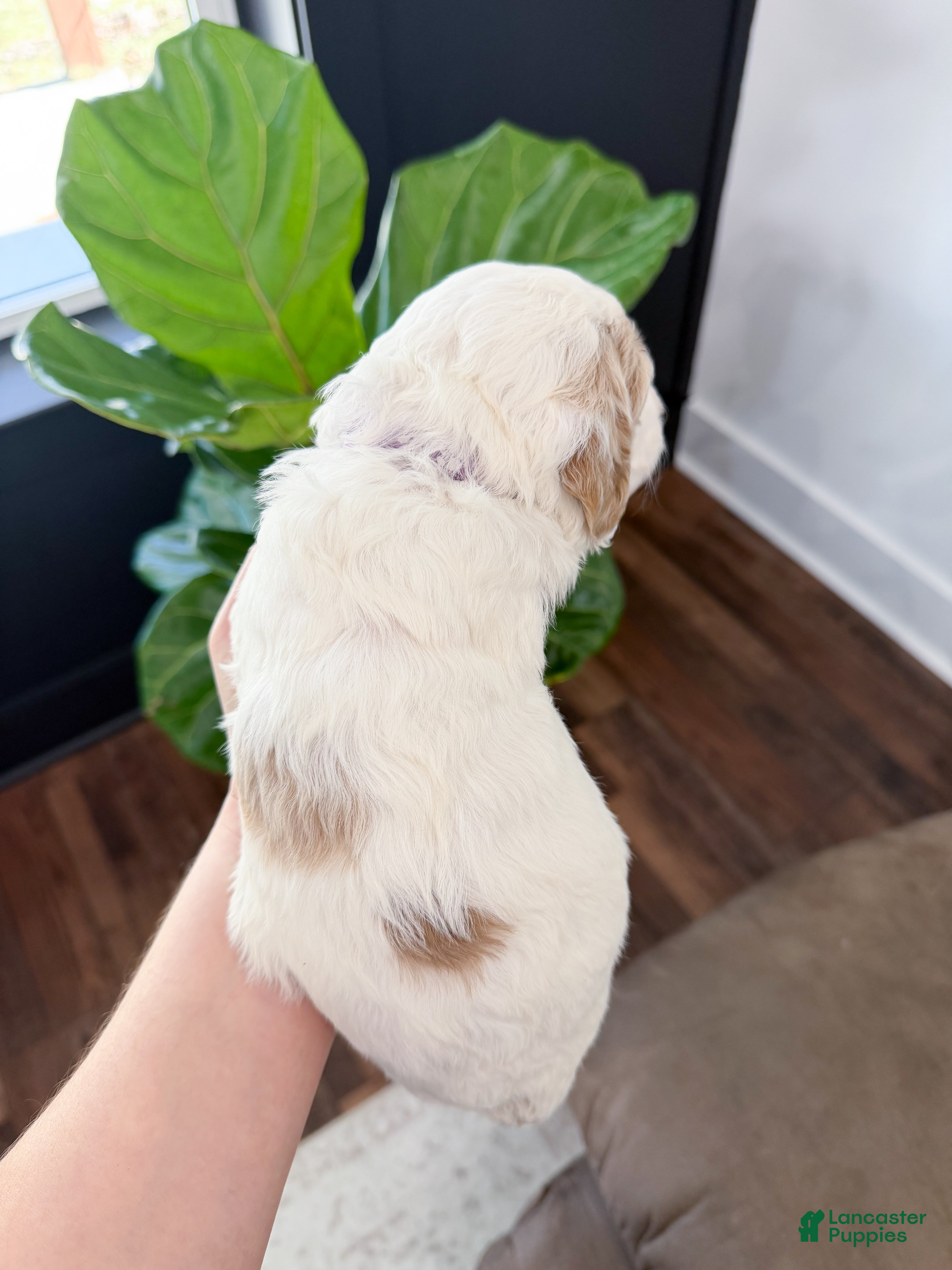 Goldendoodle dogs Amelia  - Ad 2