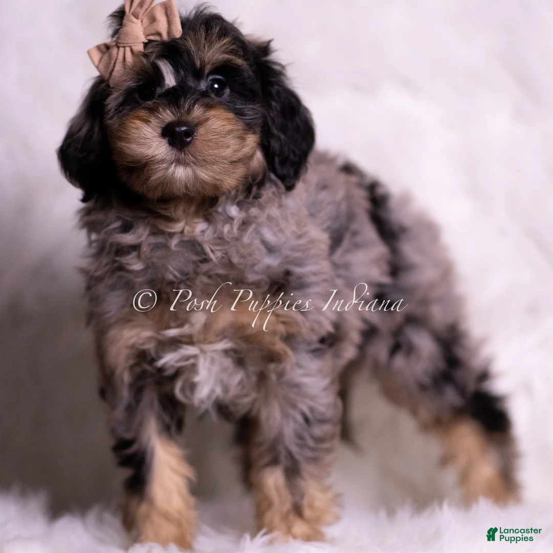 Mini Goldendoodle dogs for sale: Enzo - Ad 2